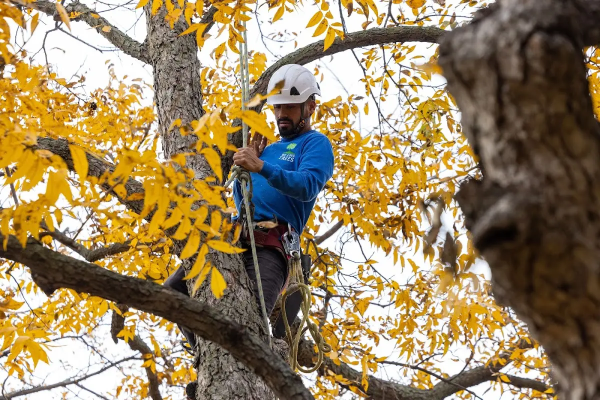 Skilled Tree Pruning crew working in Pinconning